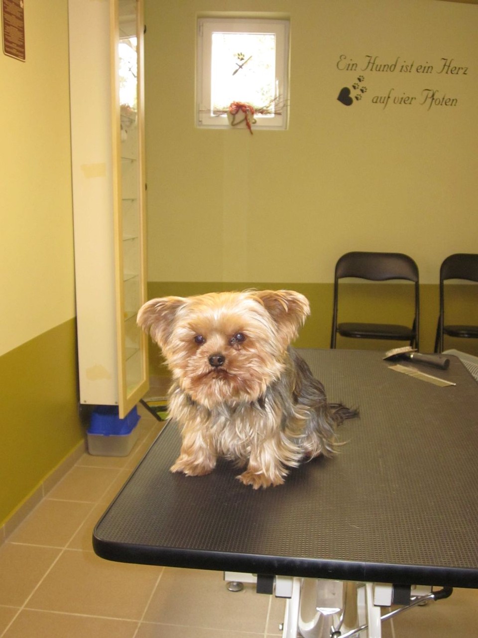 Cleo, Yorkie-Hündin - vorher