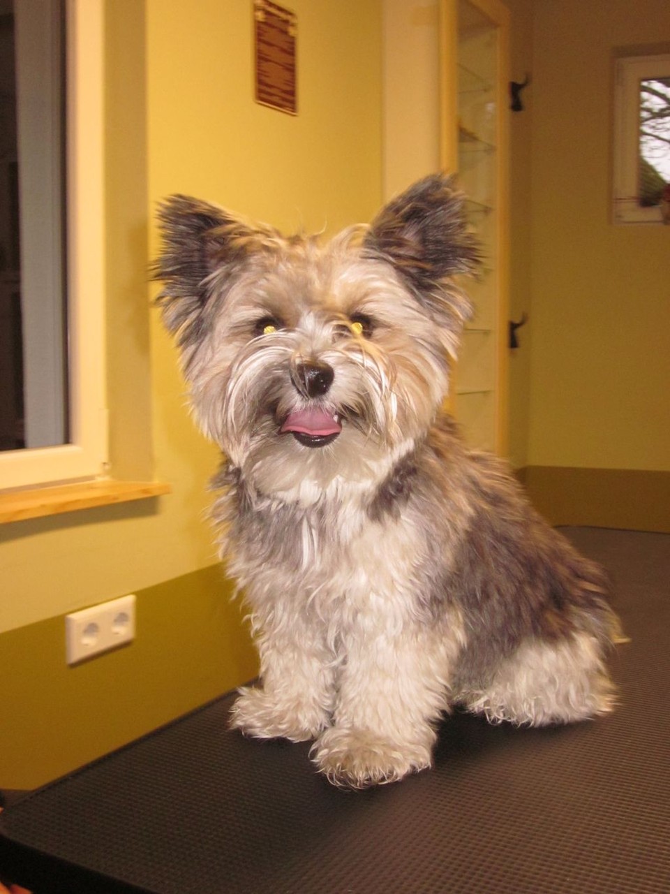 Nikey, Biewer-Yorkie-Rüde - vorher