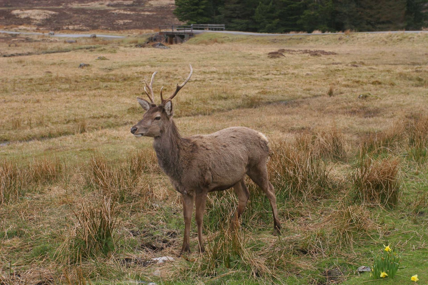 Hirsch in den Highlands