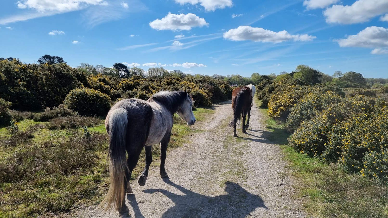 Ponys im New Forest ©My own Travel