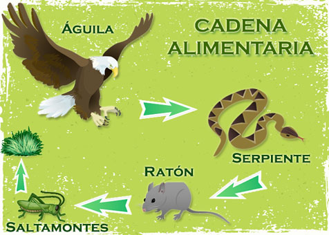 cadena alimenticia rata los mosquitos p 225 gina 4 cadena alimenticia rata los mosquitos p 225 gina 4
