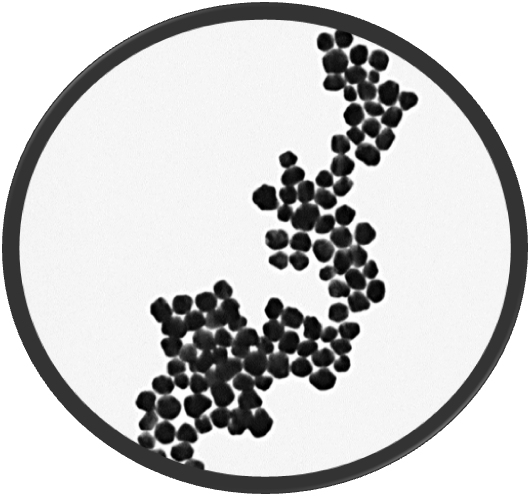 50nm Gold Nanoparticles