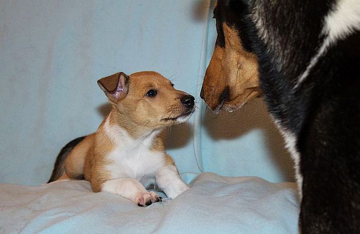 Tesla und Tochter Penny