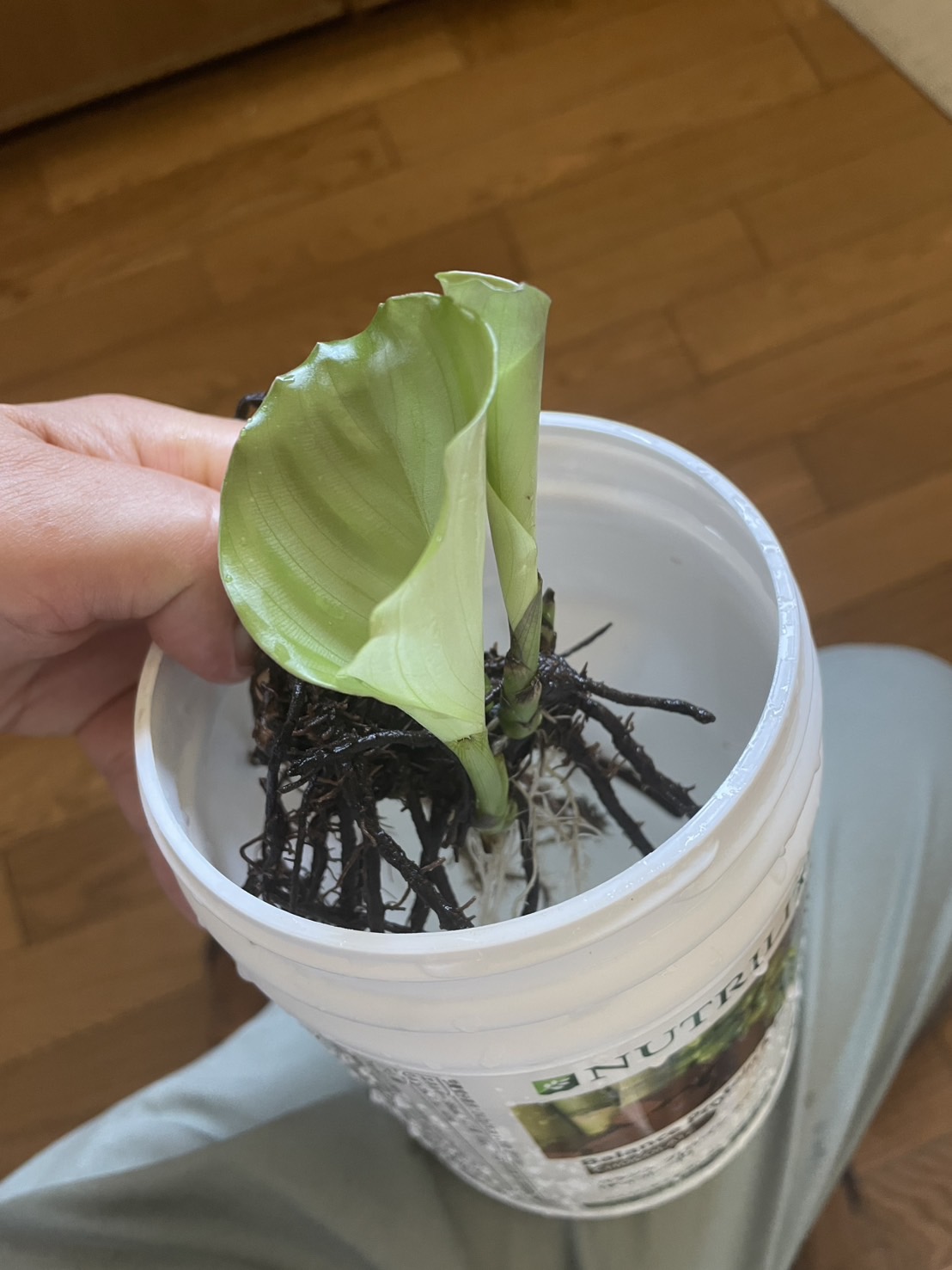 植物チャネリング