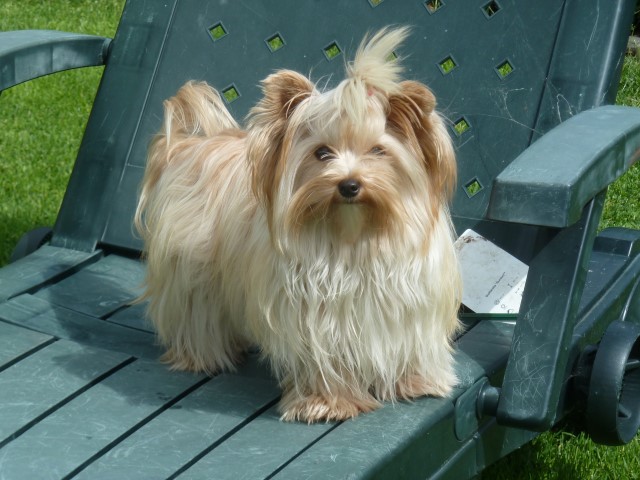 Zoeï ( Golddust Yorkshire Terrier )