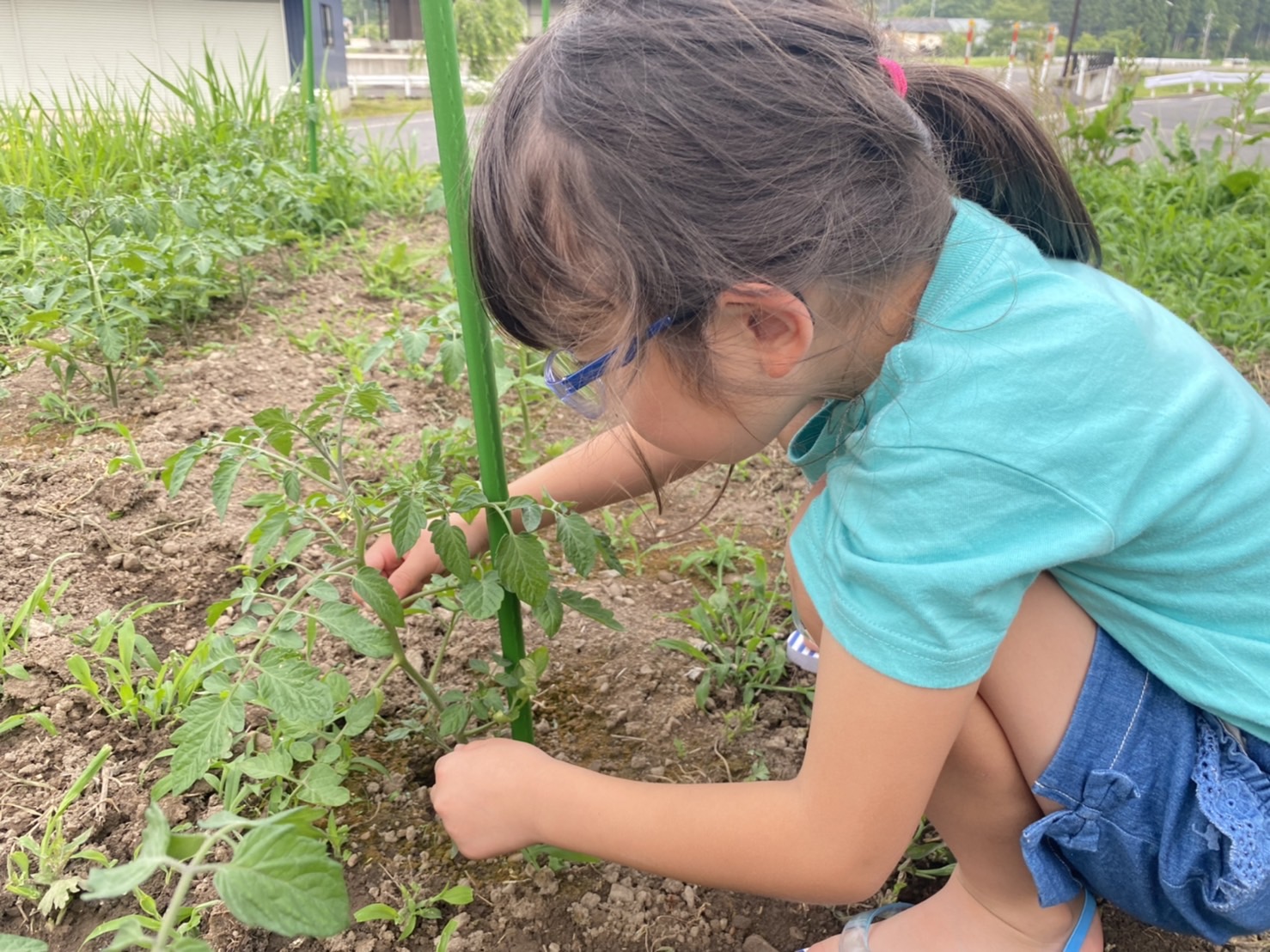 トマトの芽かきをしてくれてる1号