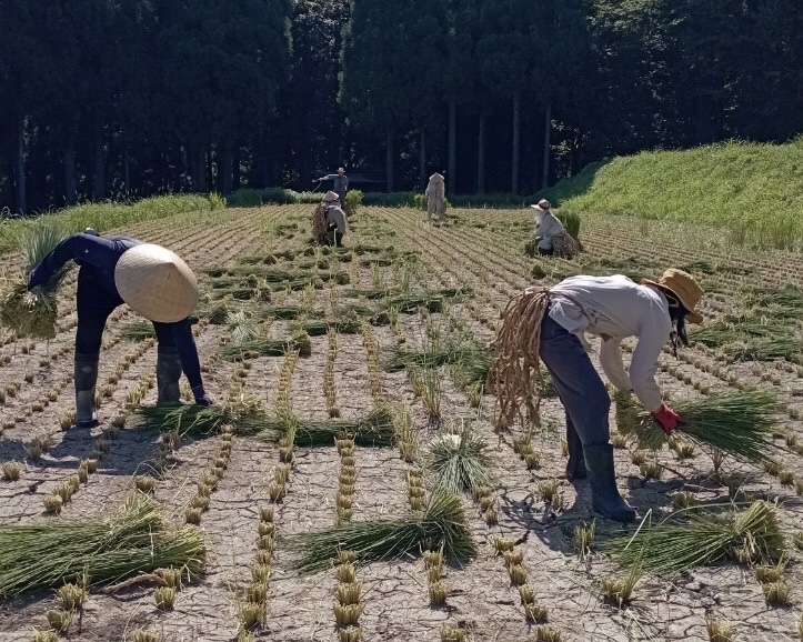 土と共にある池田町の風景、しめ縄の青田刈りの風景