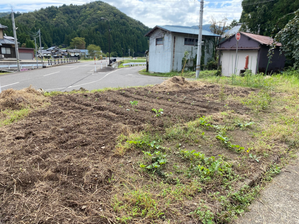 しょぼいながらもなんとか畑っぽく。定植もした。