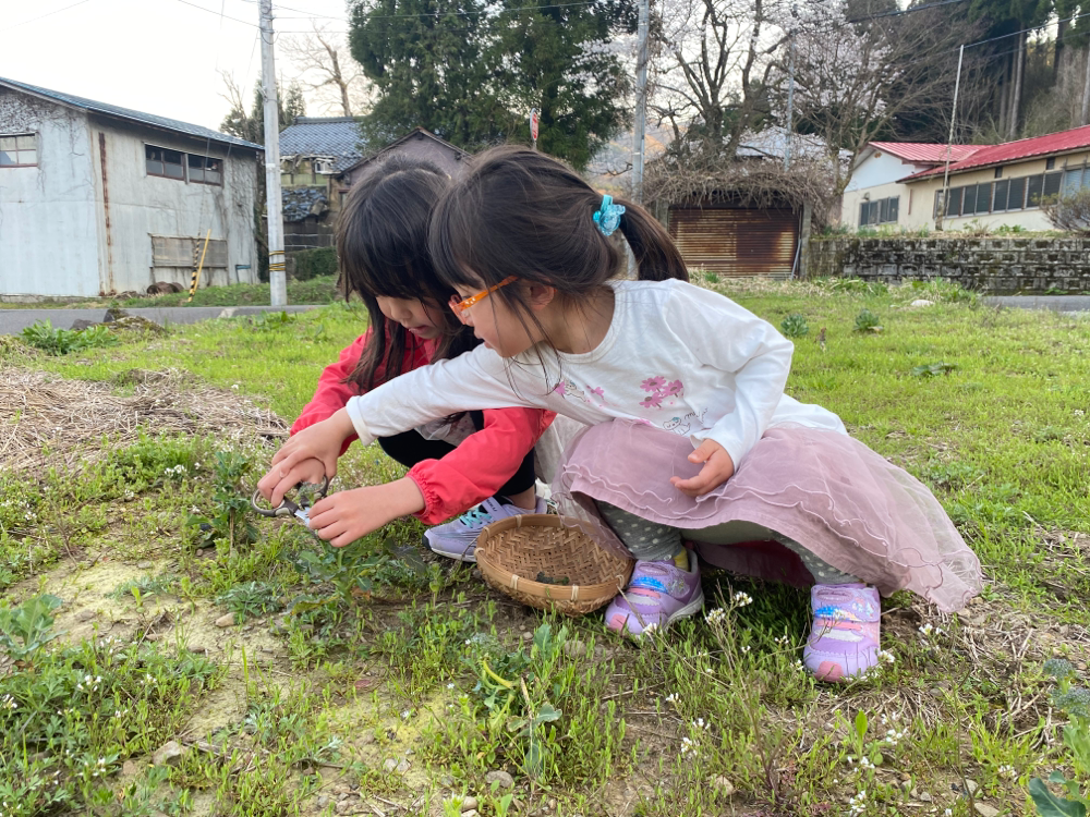 冬を越した小さな小さなブロッコリーを収穫中