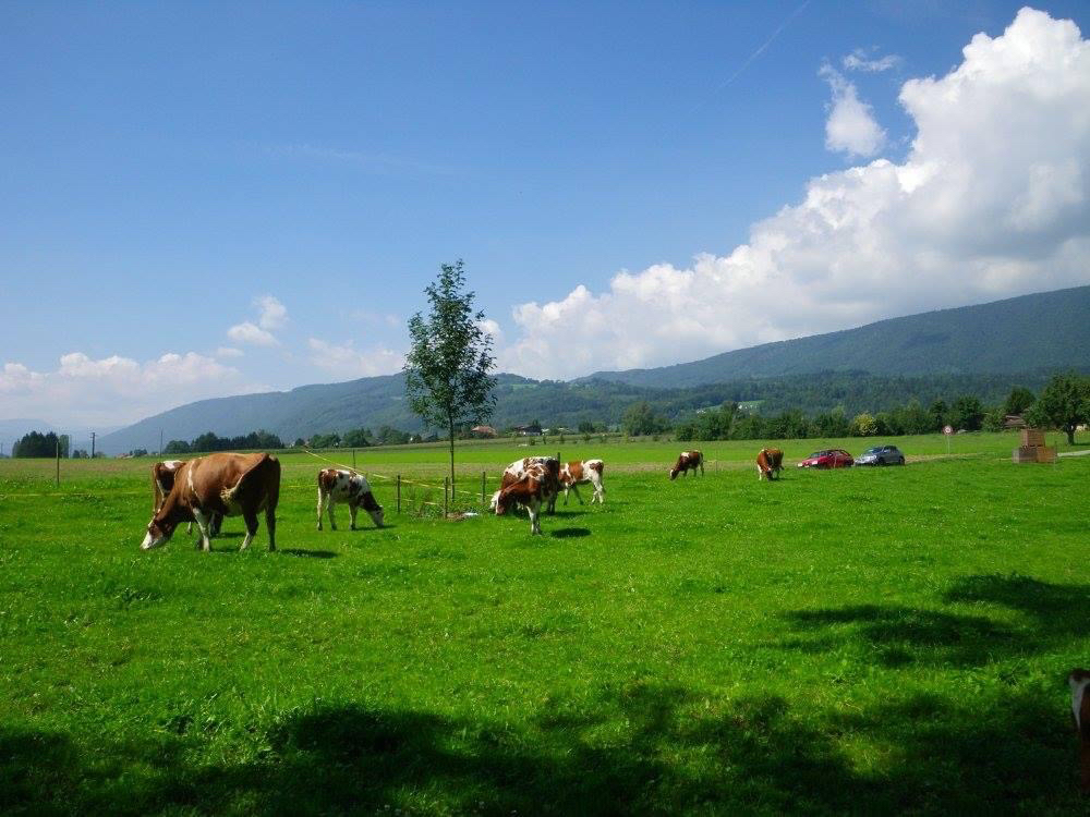 スイス研修先農場。放牧されてるウシたち