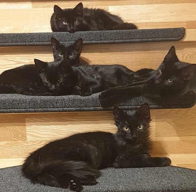 Meine kleinen schwarzen Lebensretter