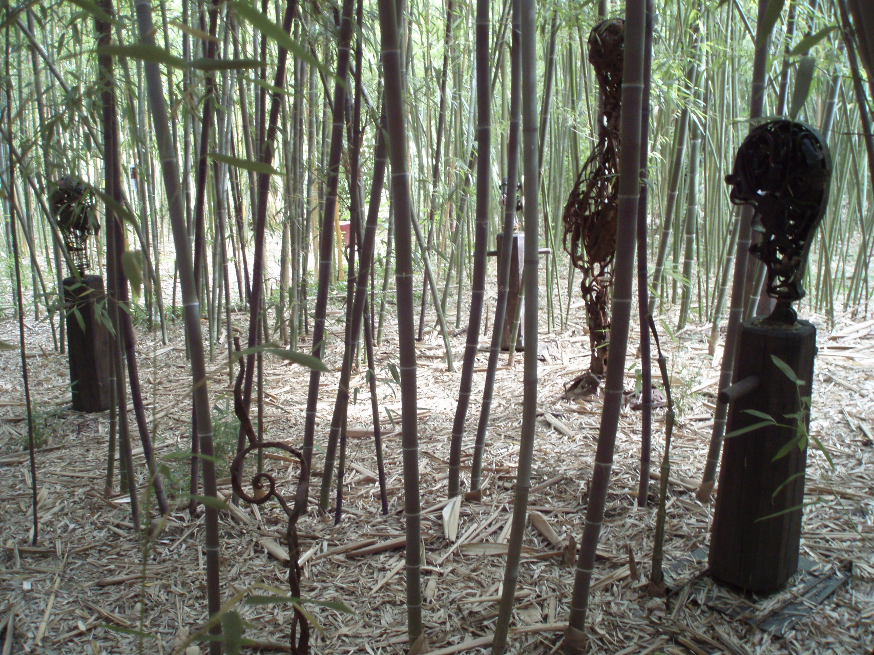 Bambuswald in Mengen (Bambootopia)