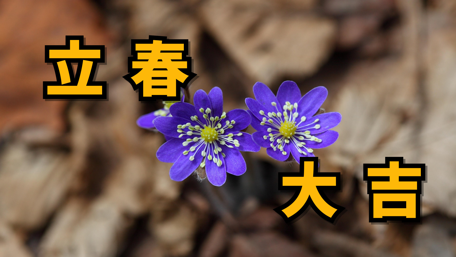 立春 - 四柱推命における2025年・乙巳年の始まり  | 東京都世田谷区の占い師 昭晴