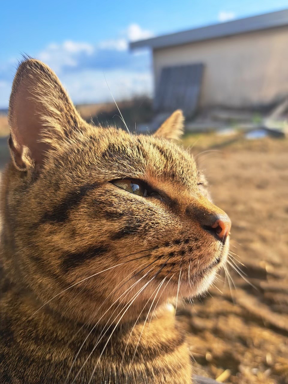 ぶちょー