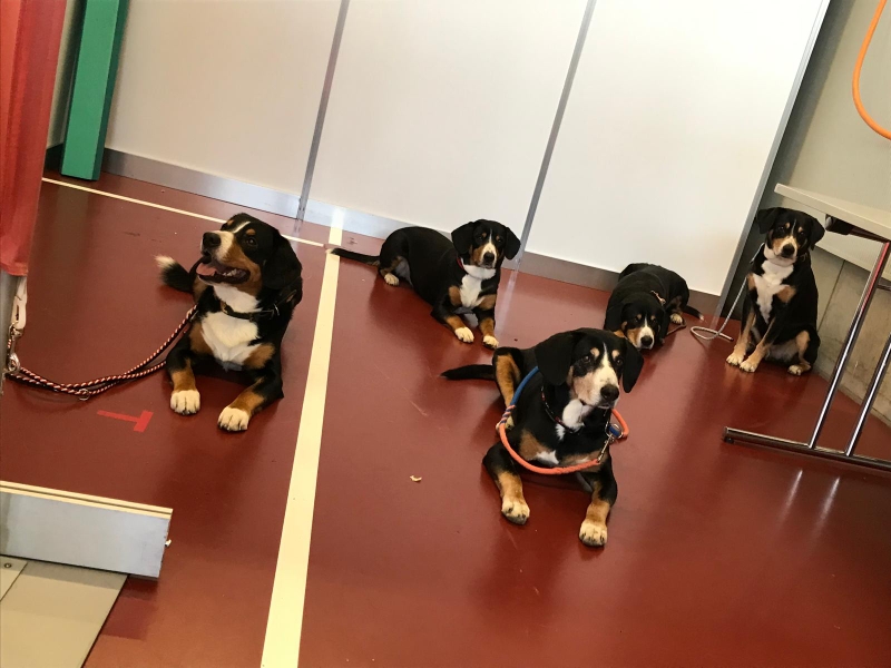 HUND25 für den Entlebucher Klub