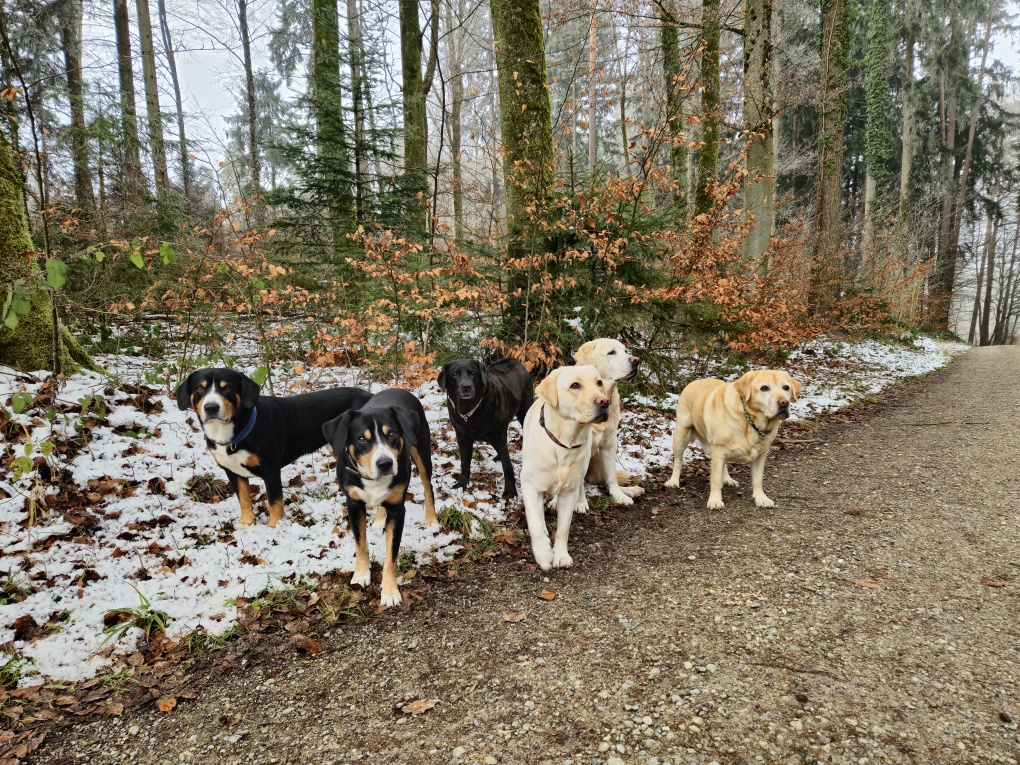 Hundegang🤩