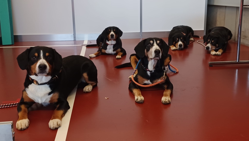 HUND25 für den Entlebucher Klub