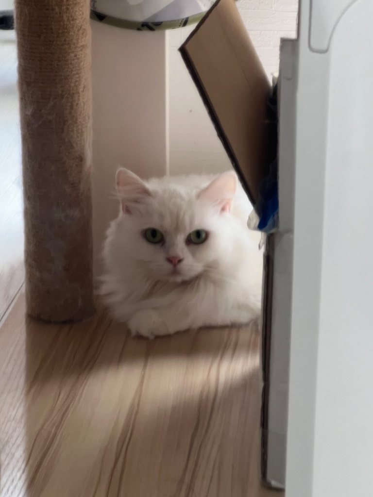 ピピちゃん百万ちゃん