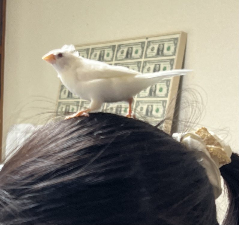 てんちゃんオピちゃん仲間達