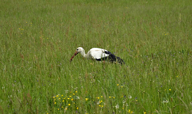 Storch bei der Futtersuche, Schlange im Schnabel