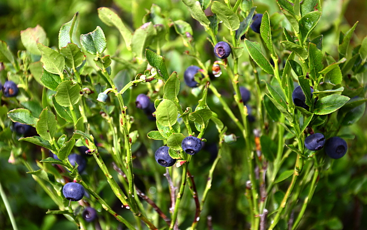 Heidelbeeren