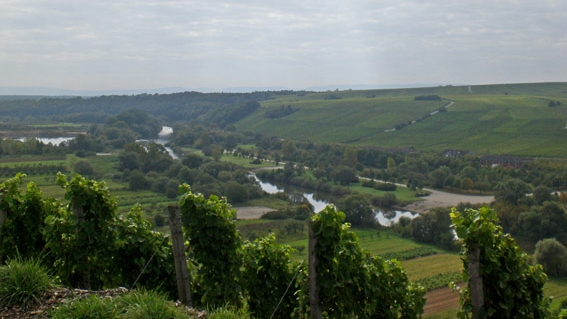 Blick von den Weinbergen um die Vogelsburg auf die Mainschleife/Altmain.