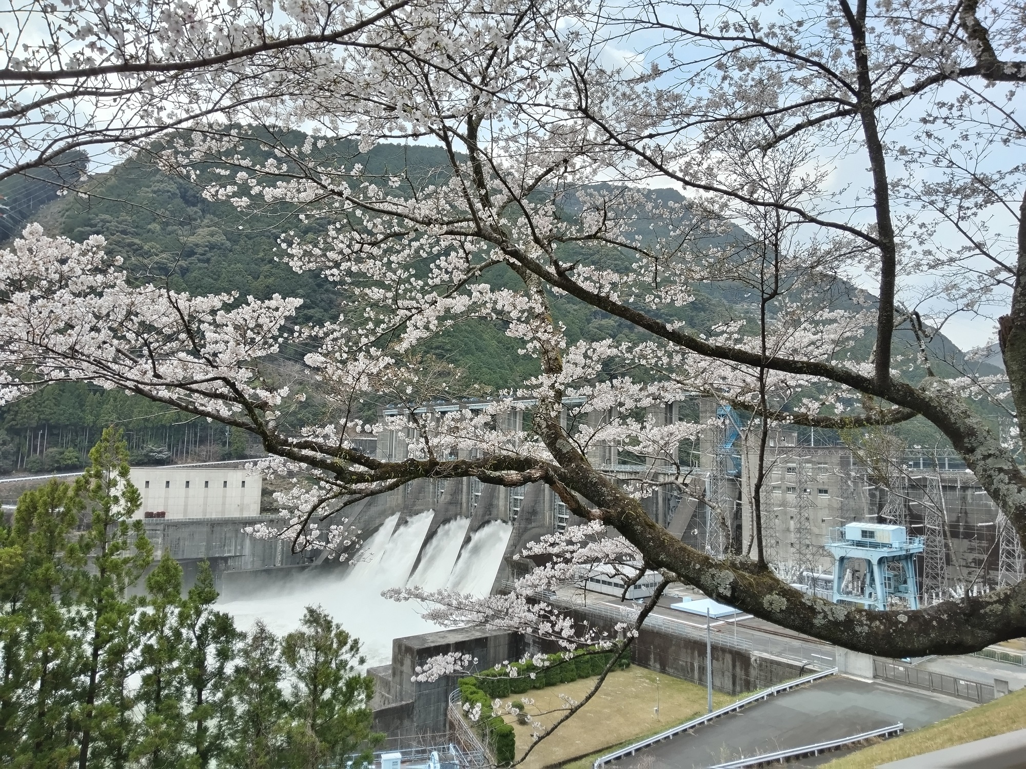 秋葉ダムの桜景色