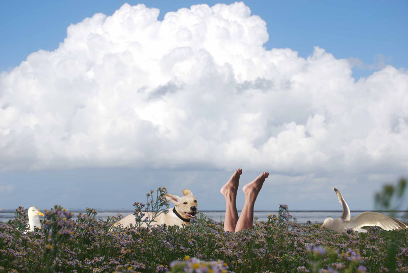 Wenn abends die Heide blüht -  Fotomontage