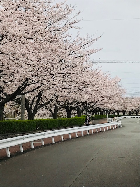 桜　さくら
