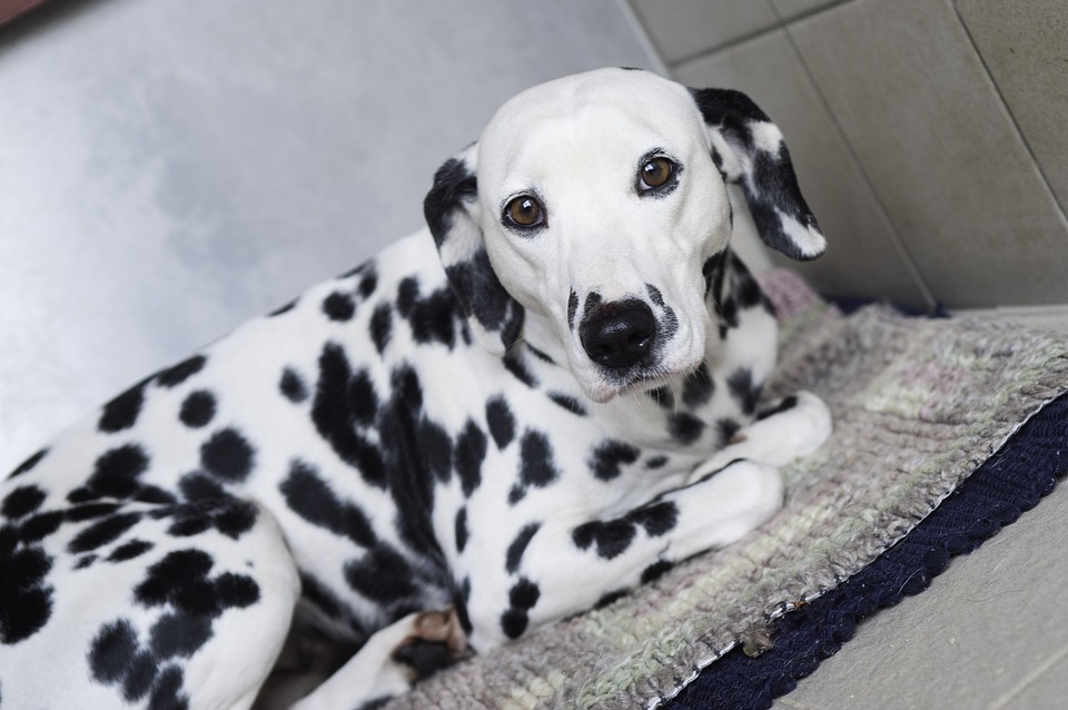 Hund Zugelaufen Was Zu Tun Ist Dogspot Sudtirol