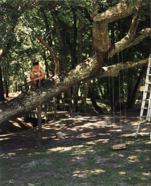 Péïo perché sur son arbre, sa première oeuvre a été saccagée