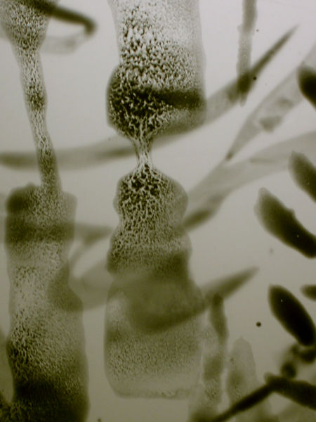 Détail