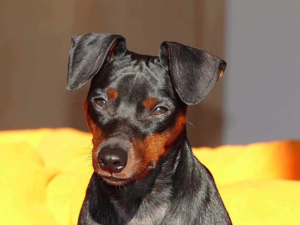 Enzo