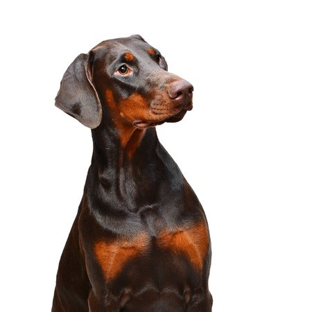 Dobermann Rasseportrait - blackanimalss jimdo page!