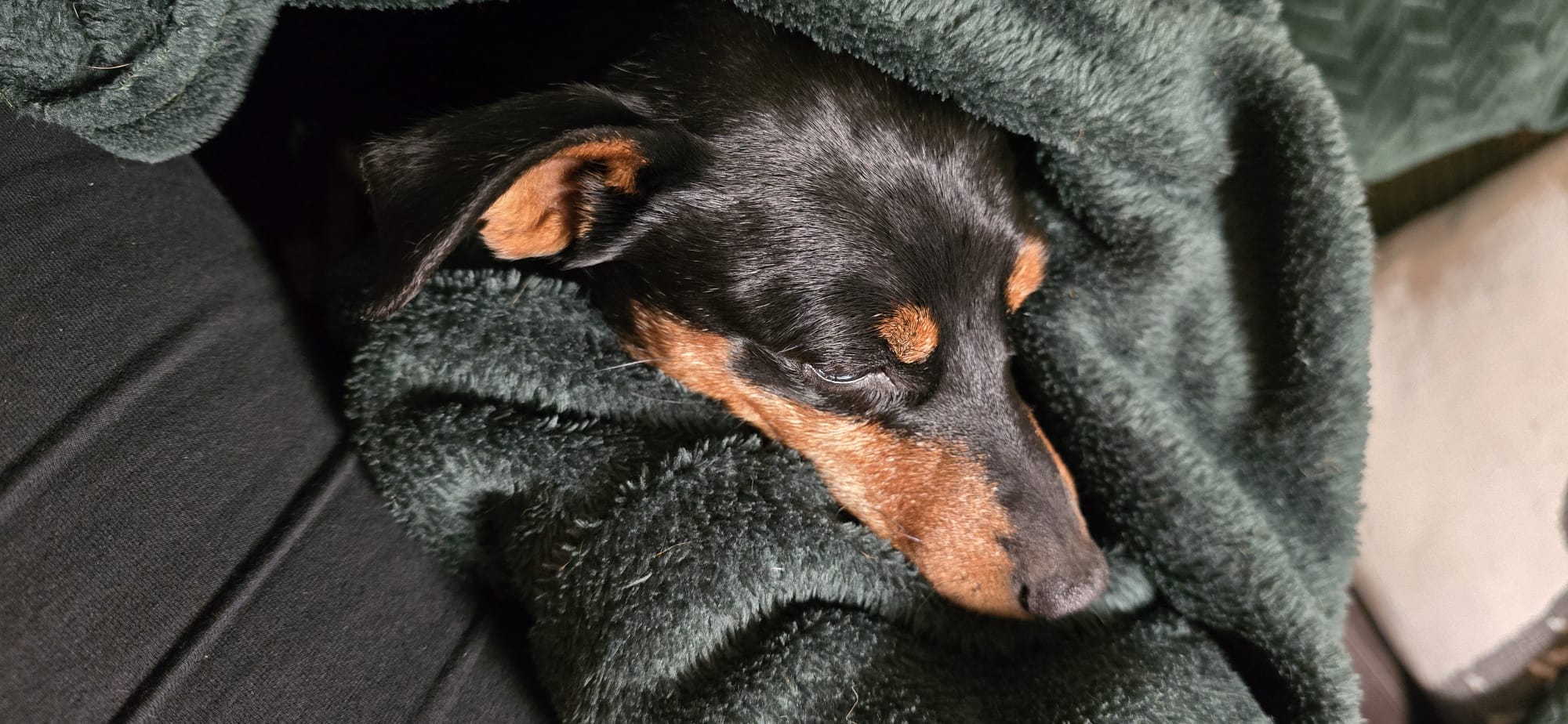 Achtung Kröte! Wenn der Hund mit der Erdkröte Bekanntschaft macht