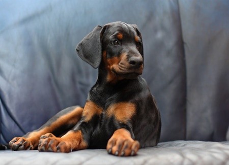 Dobermann Rasseportrait - blackanimalss jimdo page!