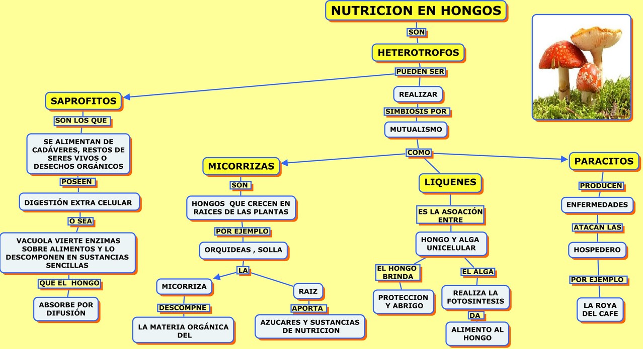 NUTRICIÓN EN REINO VEGETAL - WEB ITIF - CENTROBIOLOGIA