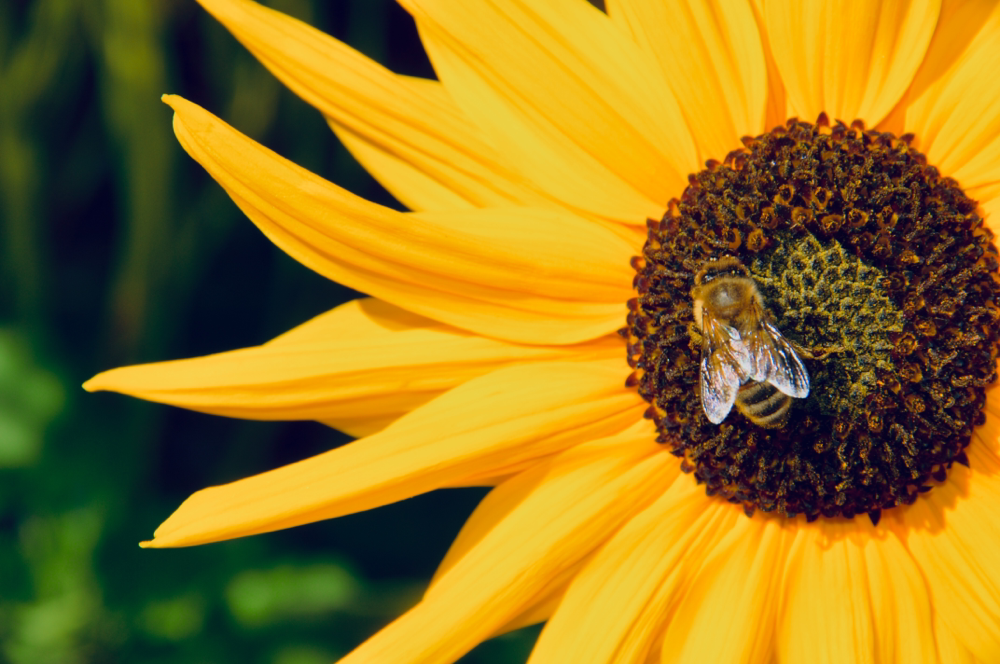 Unsere Standorte bieten ein vielfältiges Pollen und Nektarangebot