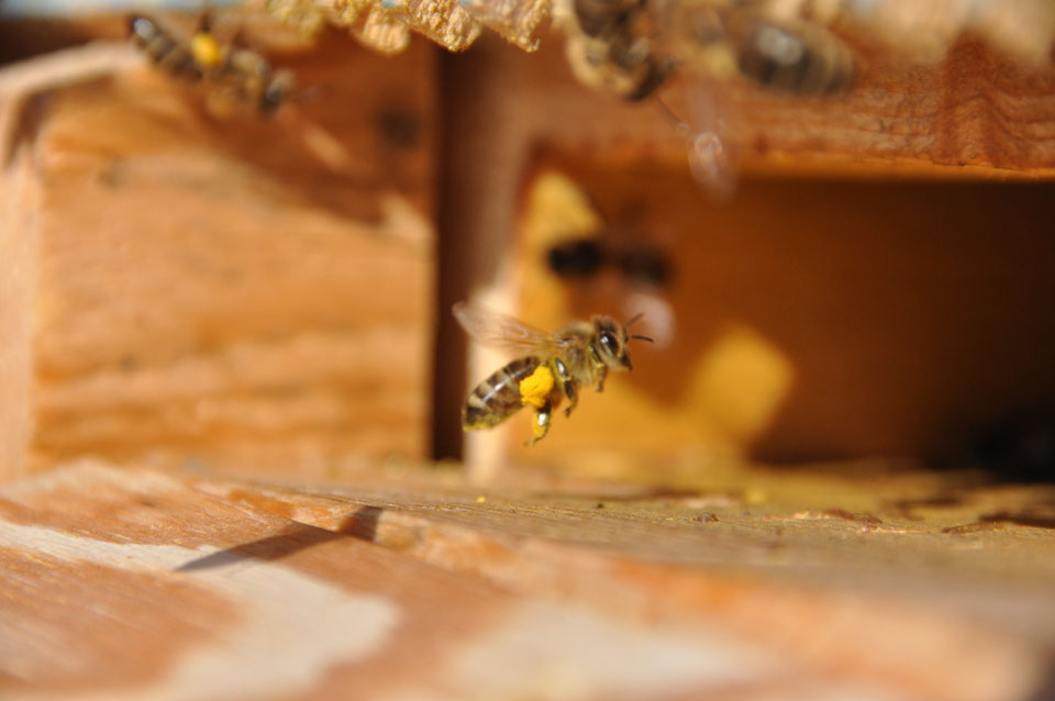 Honig, Propolistropfen und Met werden produziert 
