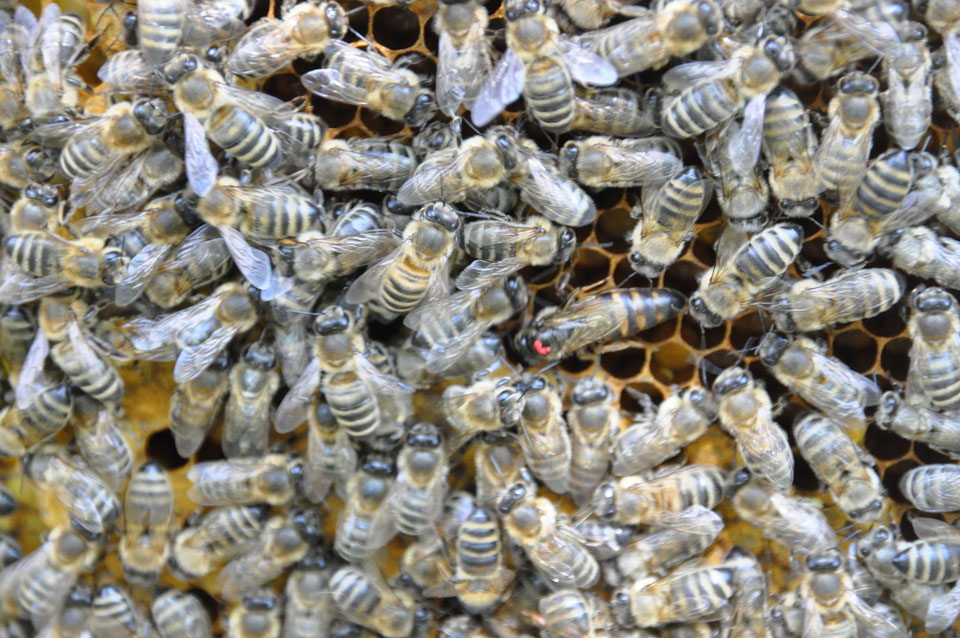 Carnica Königinnen, Bienenableger und Schwärme können gekauft werden