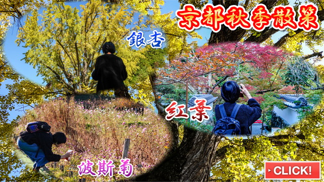 【京都賞楓】龜岡地區 秋季散策 紅葉 銀杏 波斯 寶林寺～神藏寺～夢之波斯菊花園