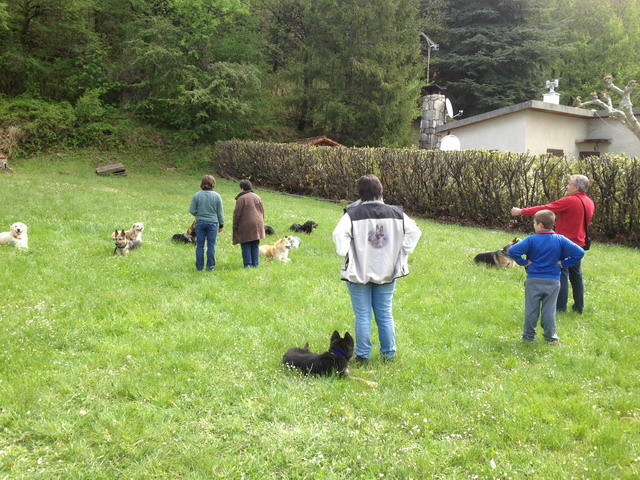 Un chiot Berger Allemand travaille avec les adultes de toutes races