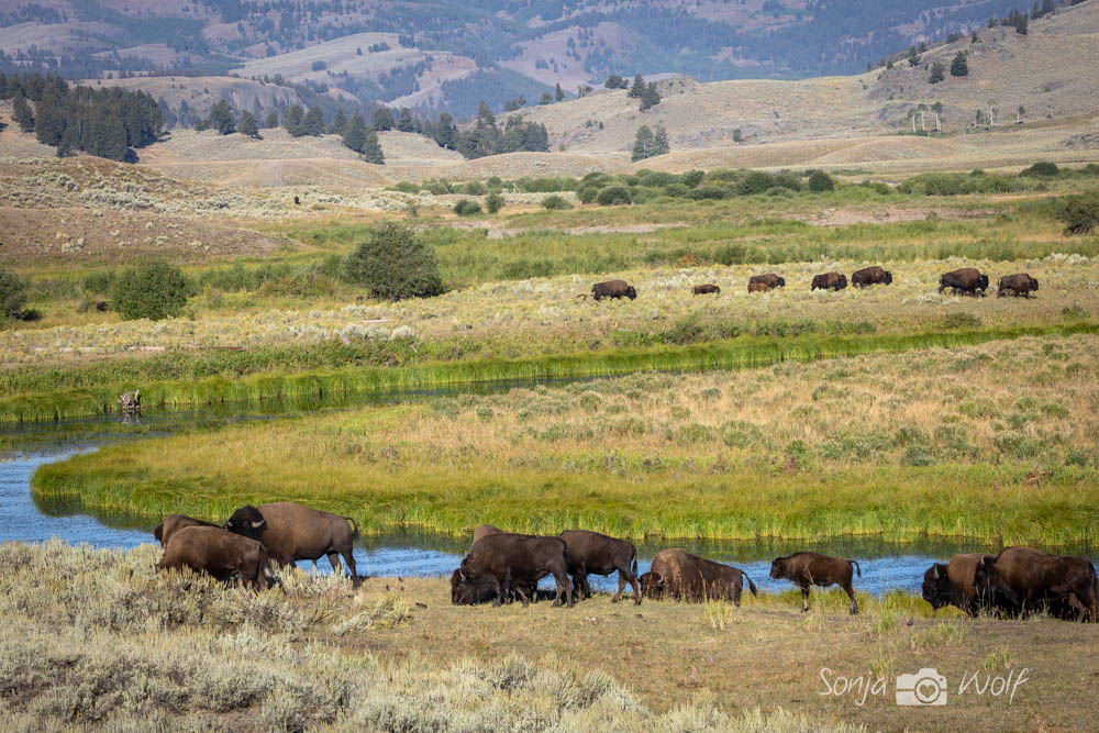 Yellowstone Tour 2
