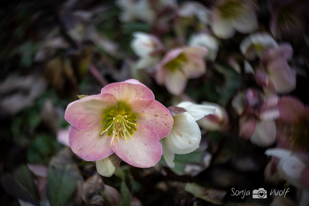 Lenzrose