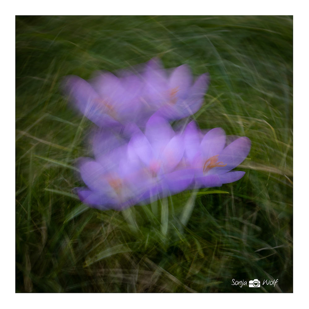 Krokusse