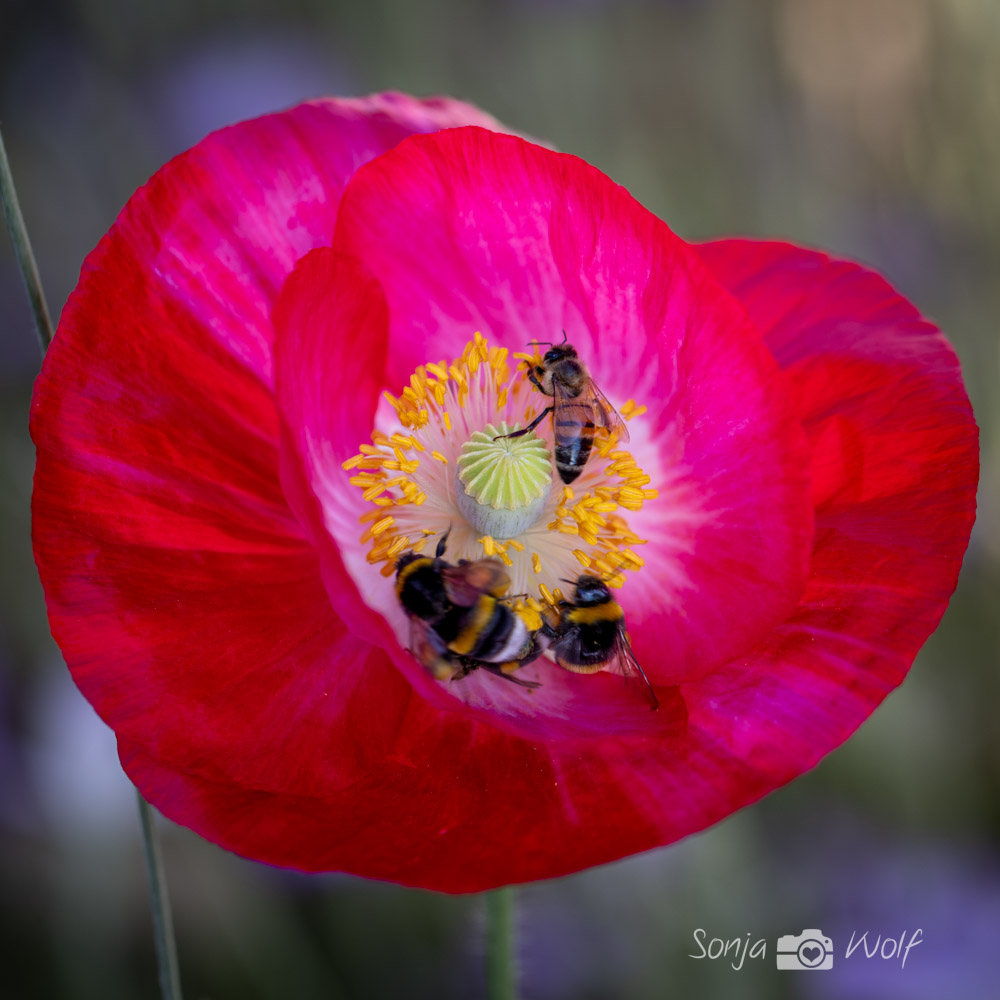 Poppy-Pop-up-Picknick