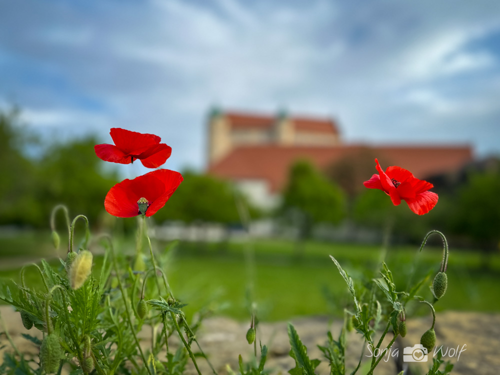 Die ersten Mohnblüten