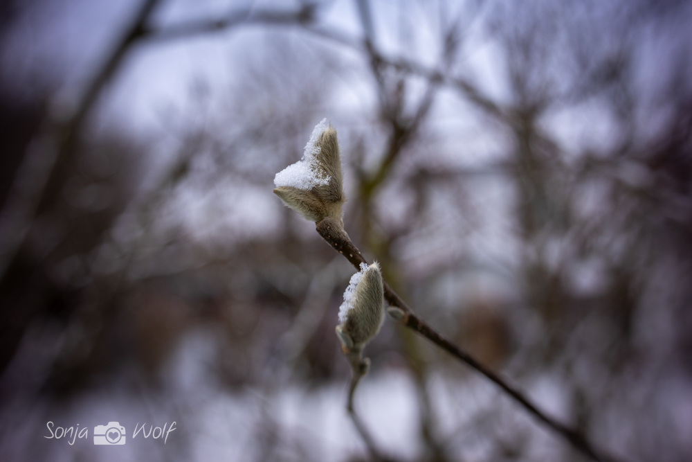 Ein Hauch von Schnee