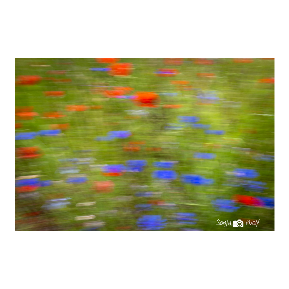 Mohn- und Kornblumen