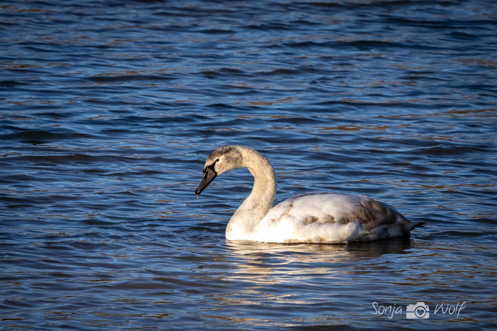 Junger Schwan